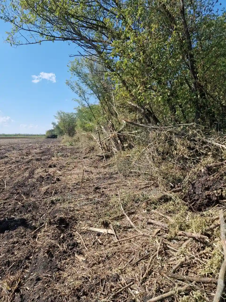 У Павлівці на Запоріжжі вирубали три десятки дерев: збитки оцінили у 160 тисяч гривень