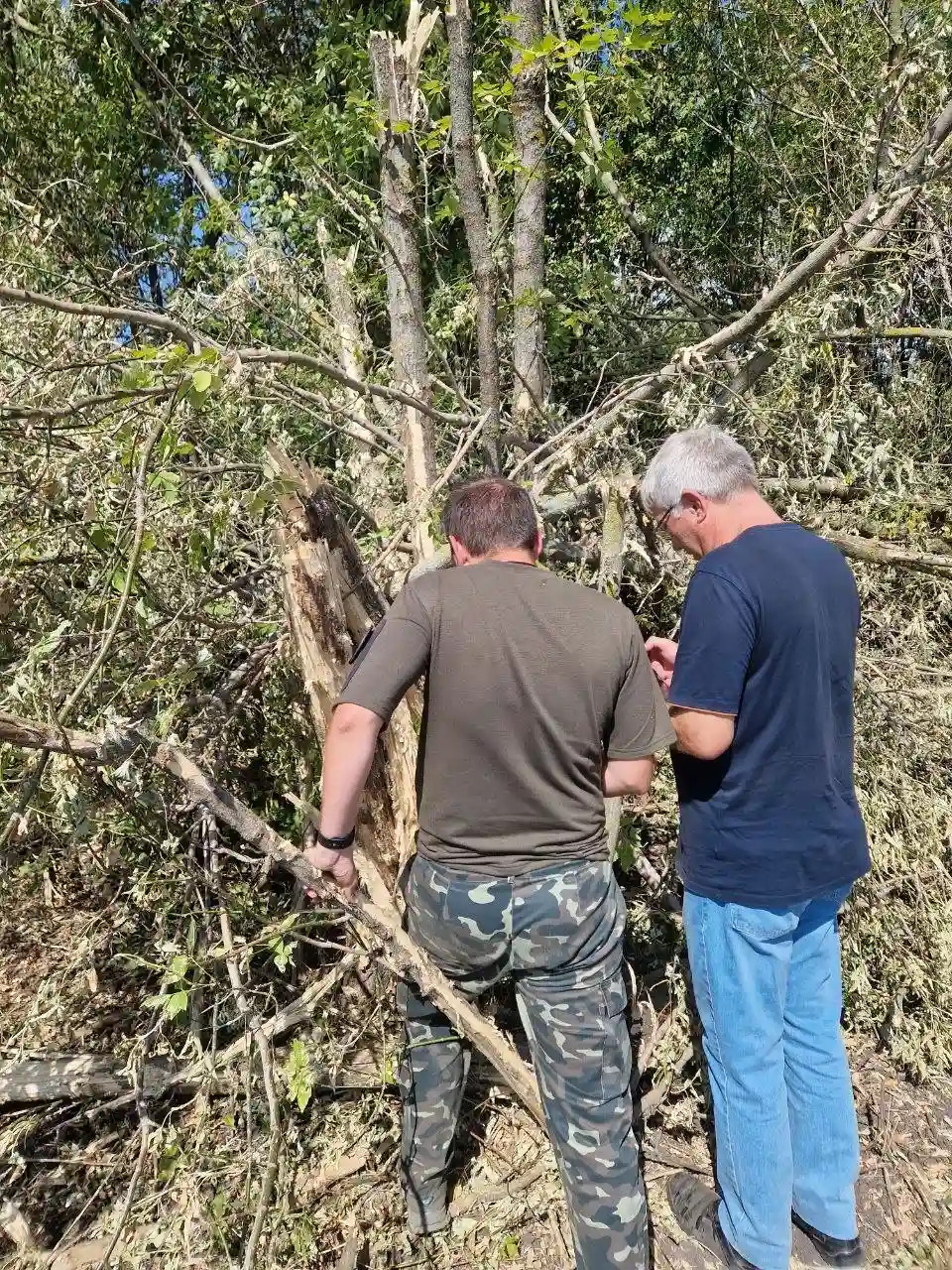 У Павлівці на Запоріжжі вирубали три десятки дерев: збитки оцінили у 160 тисяч гривень