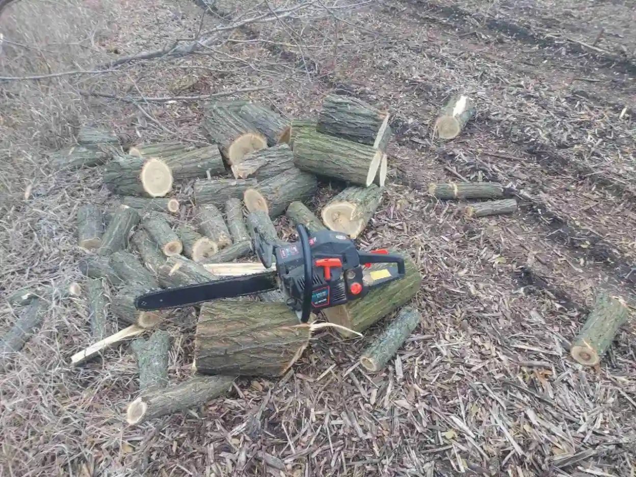 У Запорізькому районі зафіксували незаконну вирубку дерев