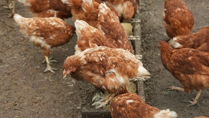 Яйця дорожчають у Запоріжжі: що впливає на ціну та чи зросте вона перед святами