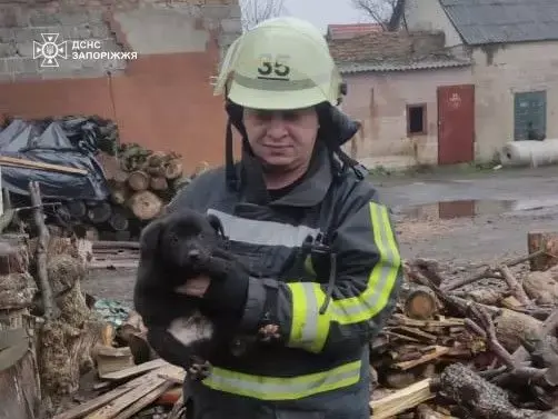 У Запорізькому районі рятувальники витягли з двометрової ями налякане цуценя