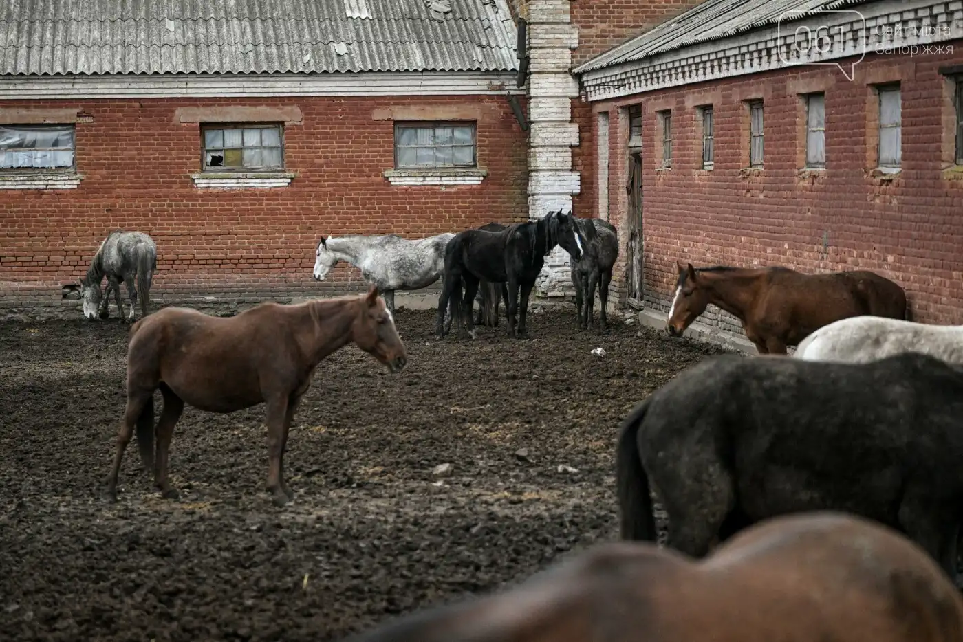 Коней вивозять подалі від фронту: як запорізький кінний завод рятує скакунів під обстрілами