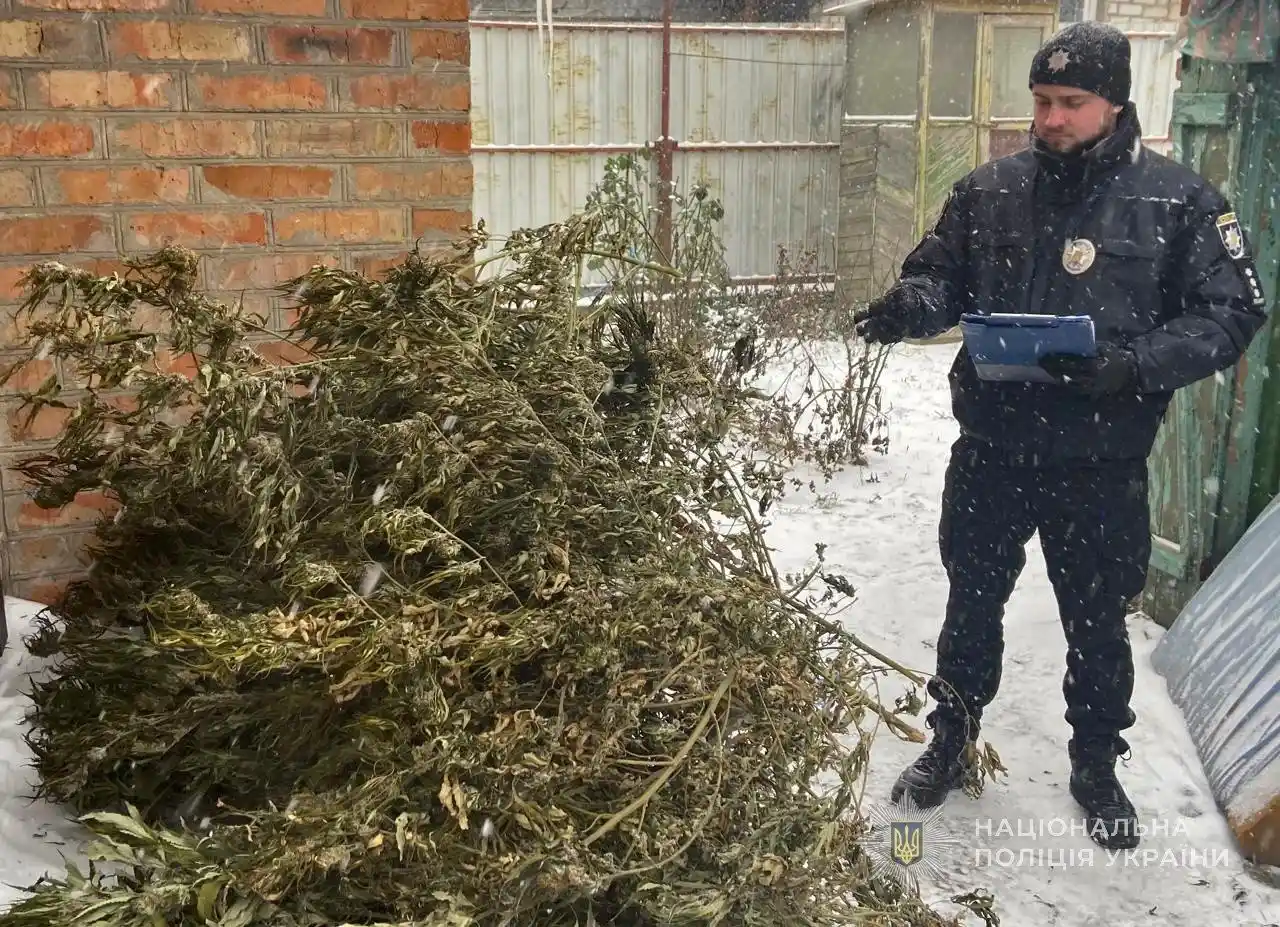 У Запоріжжі викрили домашню плантацію: поліцейські вилучили кілька кілограмів канабісу