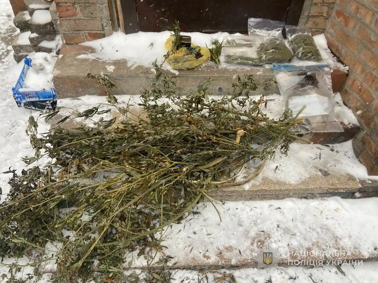 У Запоріжжі викрили домашню плантацію: поліцейські вилучили кілька кілограмів канабісу